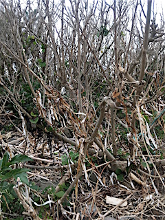 成ヶ島クリーン作戦